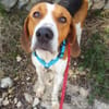 Seelenhund Rio in Braunfels