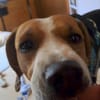 Seelenhund Rio in Braunfels