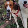 Seelenhund Rio in Braunfels