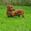 Kleiner Schatz Pippin sucht großes Herz