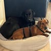 Kleiner Schatz Pippin sucht großes Herz