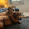 Kleiner Schatz Pippin sucht großes Herz