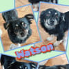 Watson wartet in 91278 Pottenstein!