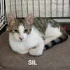 Sil