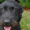Aufgeweckte Schnauzermixhündin Lulu