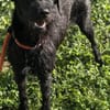Aufgeweckte Schnauzermixhündin Lulu