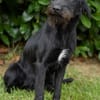 Aufgeweckte Schnauzermixhündin Lulu