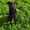 Aufgeweckte Schnauzermixhündin Lulu