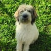 Freundliche Bella sucht nette Familie