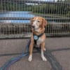 Nala sucht ein neues zu Hause.