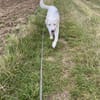 Merlino:-Darf ich Sie verzaubern?-