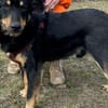 Sami: ein absoluter Traumhund