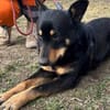 Sami: ein absoluter Traumhund
