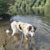RUDI 💙💙💙 ein entzückender Hundebub