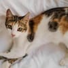 Little Luna, liebevolle Schmusekatze, ca