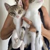 Little Luna, liebevolle Schmusekatze, ca