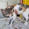 Little Luna, liebevolle Schmusekatze, ca