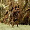 SARABI