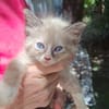 AMOURETTE, chaton créole femelle