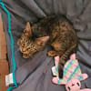 SHAKER, chaton mâle type européen