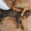 SHAKER, chaton mâle type européen