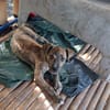 IKO, chiot mâle Berger Créole
