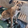 IKO, chiot mâle Berger Créole