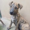 IKO, chiot mâle Berger Créole