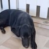 HIERROS Mâle junior Berger Créole