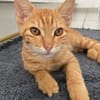 PHEBUS, chaton mâle type européen