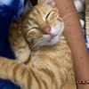 PHEBUS, chaton mâle type européen