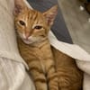 PHEBUS, chaton mâle type européen