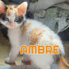 AMBRE A RESERVER