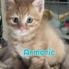 AMBRE A RESERVER