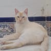 Luca