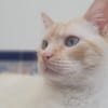 Luca