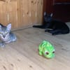 Aura et Maya