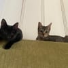 Aura et Maya