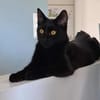 AGRIDE un amour de chaton