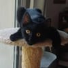 AGRIDE un amour de chaton