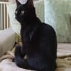AGRIDE un amour de chaton