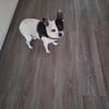 💙 Benni  10-jähriger Chihuahua-Mix