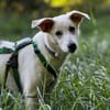 Molly sucht ihre Menschen