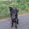 Liviusz, freundlicher Retriever Mix geb.