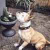 Amaro sucht ein Zuhause