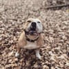 Amaro sucht ein Zuhause