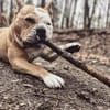 Amaro sucht ein Zuhause