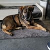 Liebenswürdiger NERO sucht Kuschelplatz