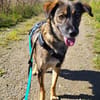 Liebenswürdiger NERO sucht Kuschelplatz