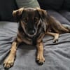 Liebenswürdiger NERO sucht Kuschelplatz